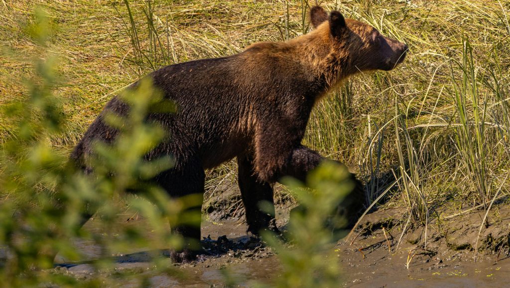 Wildlife Encounters That Escalated Faster Than Expected ...