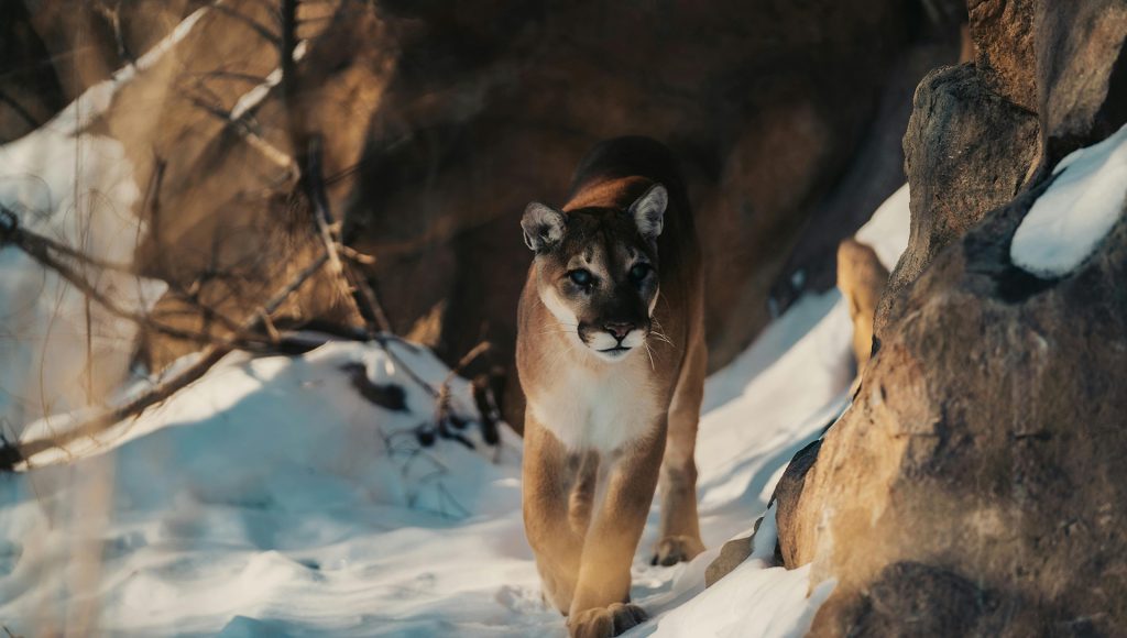 Wildlife Encounters That Escalated Faster Than Expected ...