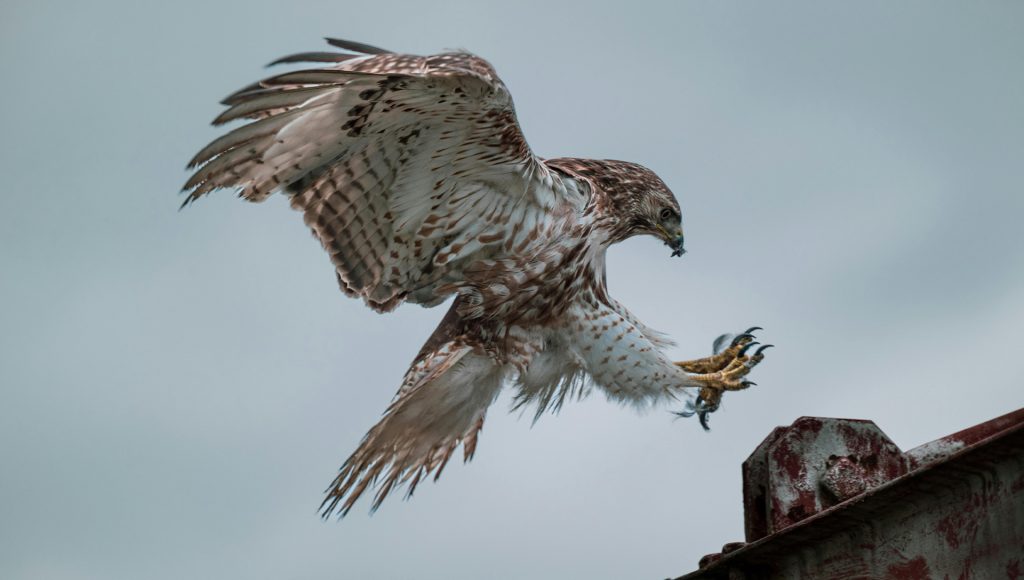 Wildlife Encounters That Escalated Faster Than Expected ...