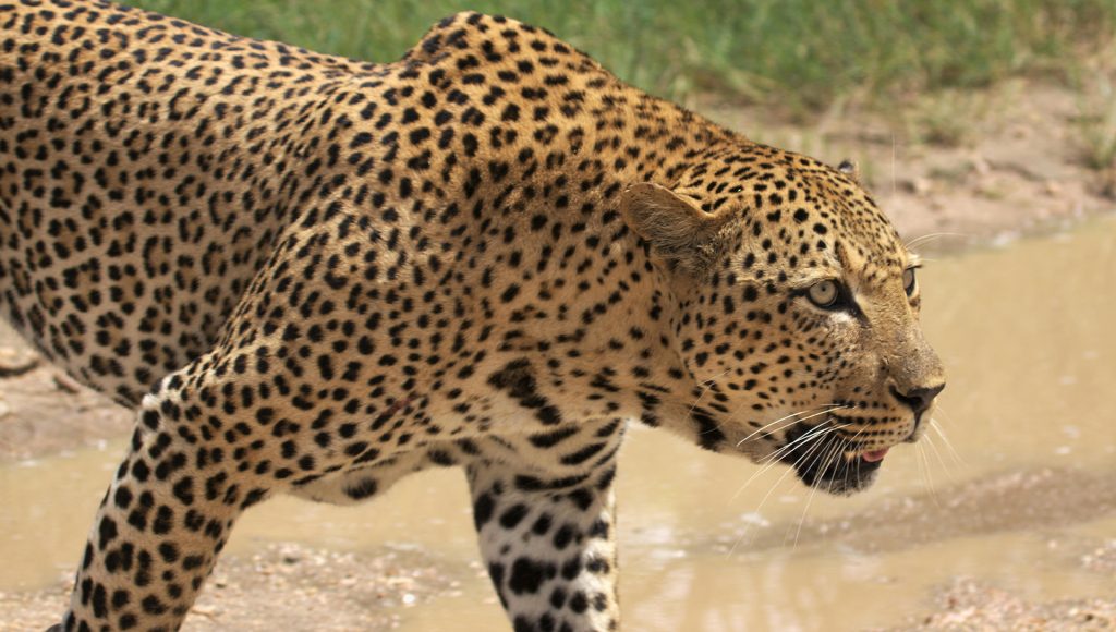 Wildlife Encounters That Escalated Faster Than Expected ...