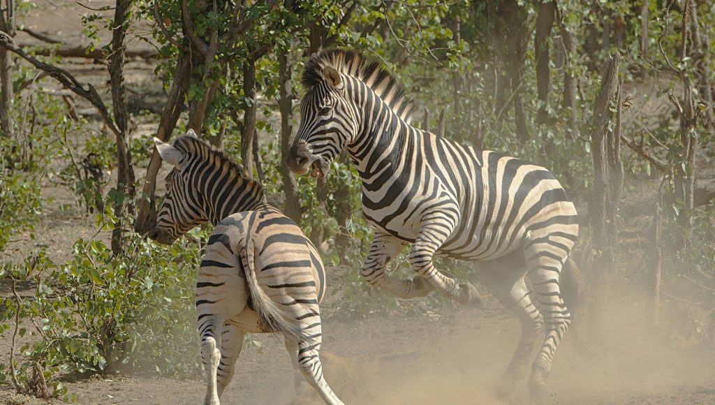 Wildlife Encounters That Escalated Faster Than Expected ...