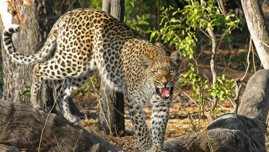 Encounters That Show How Fast Wildlife Situations Can Shift ...