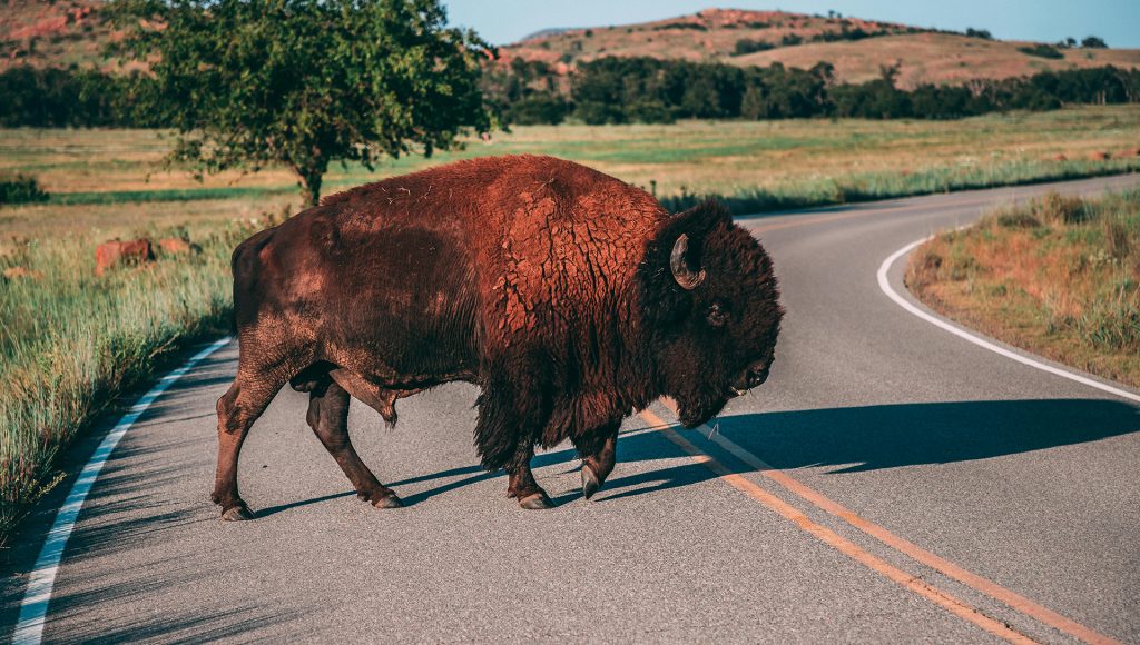 National Park Animal Encounters Where One Step Too Close Changed the ...