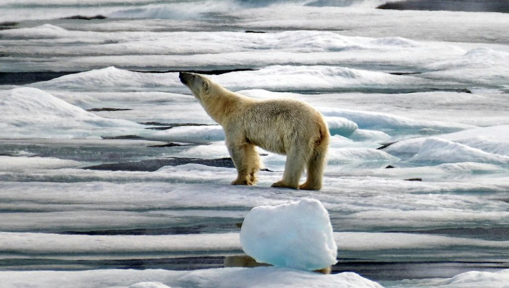 Unexpected Wildlife Encounters That Escalated Fast – terraplanetearth.com