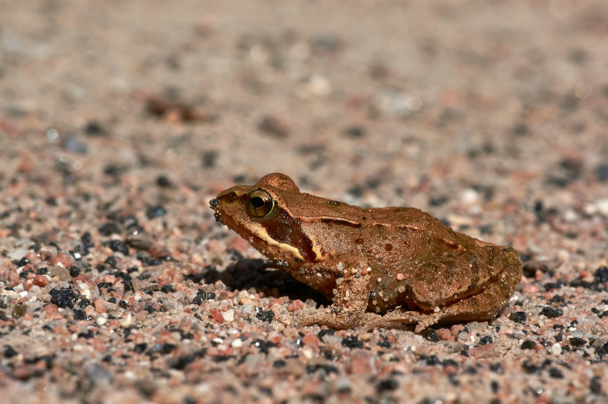 A Tiny Frog’s Dramatic Squeak Became One of the Internet’s Most ...