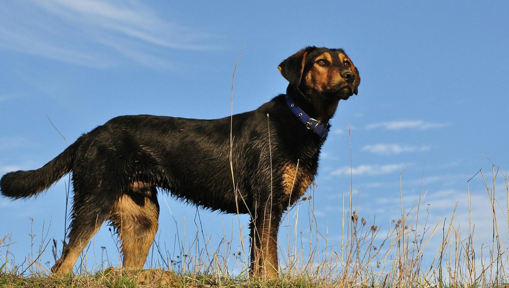 Wild Animals Pets Notice Before People Realize What’s Hiding Nearby ...