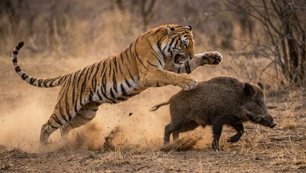 Encounters That Show How Fast Wildlife Situations Can Shift ...