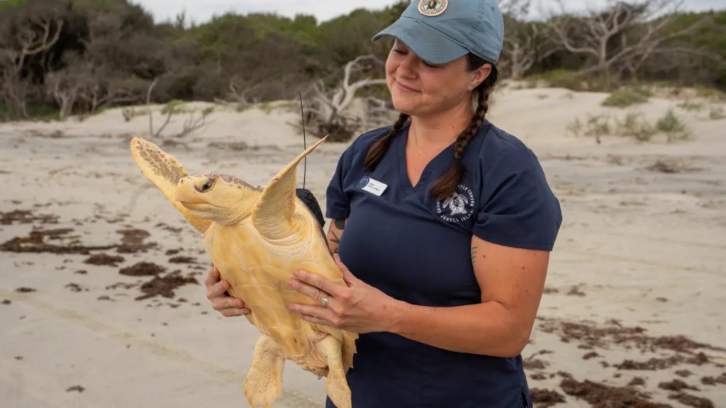 A Rare Hybrid Sea Turtle Was Released Back Into the Ocean After a ...